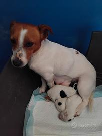 Jack russell cuccioli