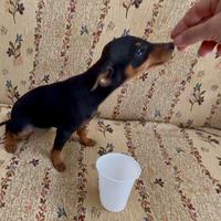 Cuccioli pinscher nano femmine