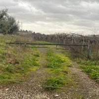 Azienda terreno in piano con tutta uva da vino