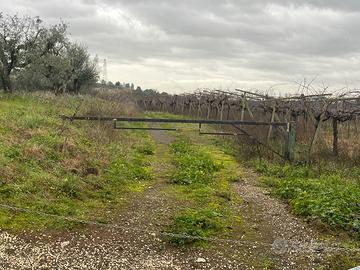 Azienda terreno in piano con tutta uva da vino