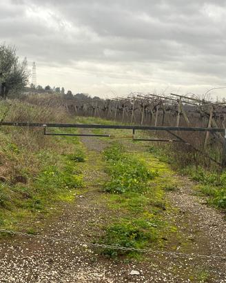Azienda terreno in piano con tutta uva da vino