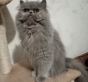 Cuccioloni gatti Persiani