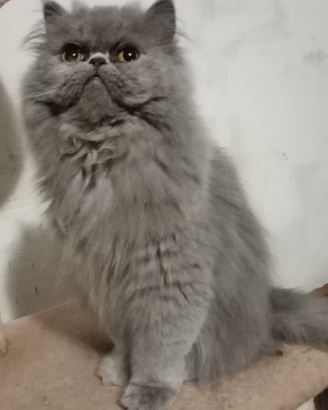 Cuccioloni gatti Persiani