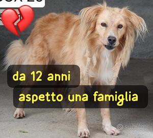 DEREK 12 ANNI taglia media