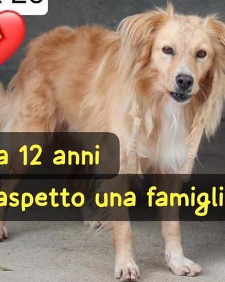 DEREK 12 ANNI taglia media