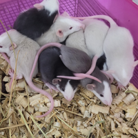 Ratti dumbo