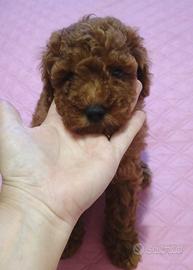 Cuccioli barboncino nani red