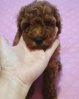 Cuccioli barboncino nani red