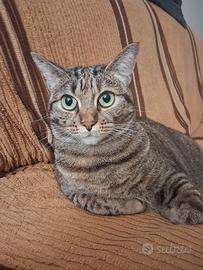 Gattina