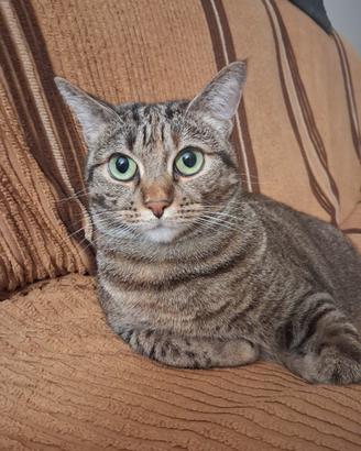 Gattina