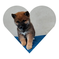 Shiba Inu pedigree Enci