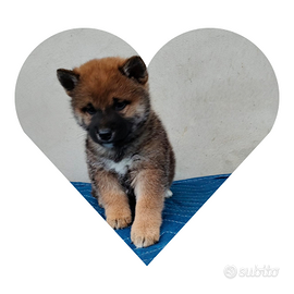 Shiba Inu pedigree Enci