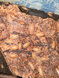 Porcellionides pruinosus "Orange"