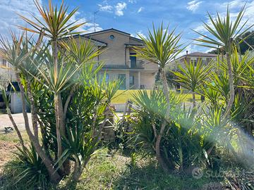 Yucca tronchetto della felicità