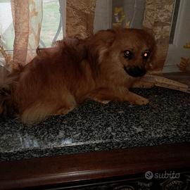 Spliz Pomerania nano 7 mesi