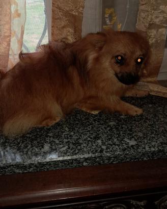 Spliz Pomerania nano 7 mesi