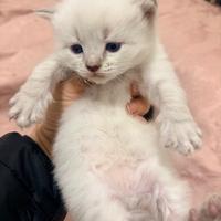 Cuccioli anallergici siberiani