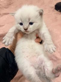 Cuccioli anallergici siberiani