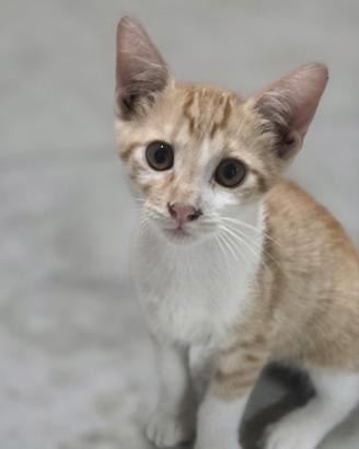 Gattini in adozione 