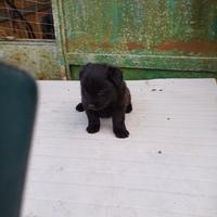 Cuccioli di piccola statura