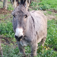 Asina di grossa taglia
