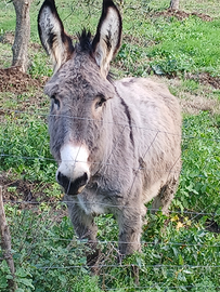 Asina di grossa taglia