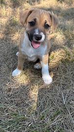 Cuccioli meticci di taglia piccola