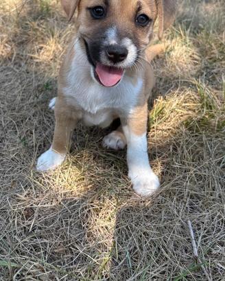 Cuccioli meticci di taglia piccola