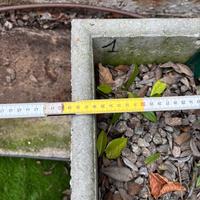 Fioriere robuste con circa 3 piante giovani x vaso