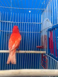 Canarina rossa