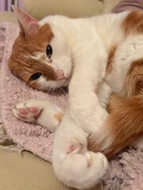 Gatto in adozione