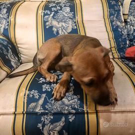 Bassotto & pinscher