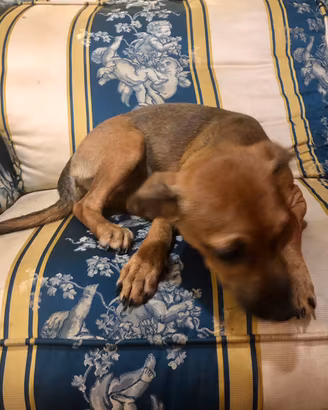 Bassotto & pinscher