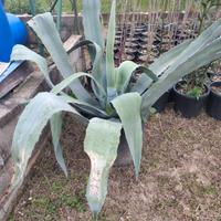 agave // piante pianta siepe giardino orto semi 