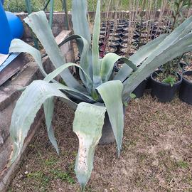 agave // piante pianta siepe giardino orto semi 