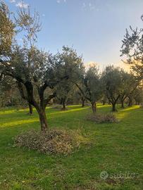 Zagarolo terreno a uliveto pianeggiante
