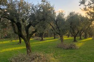 Zagarolo terreno a uliveto pianeggiante