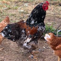 Gallo Brahma Mille fiori