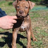 Cucciolo di Pitbull