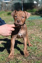Cucciolo di Pitbull