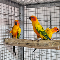 Conuri del sole anno 2024