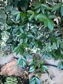 Piante di edera e gelsomino