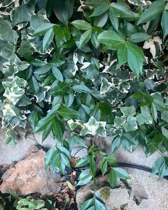 Piante di edera e gelsomino