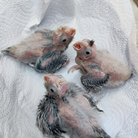 Disponibili calopside ali beco