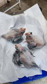 Disponibili calopside ali beco