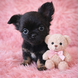 Chihuahua femminuccia