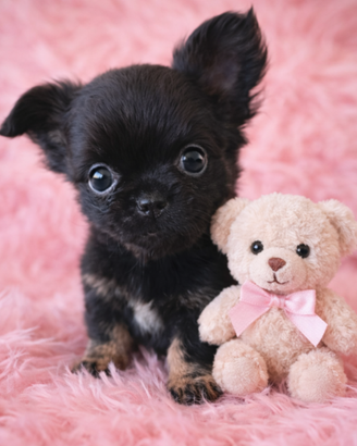 Chihuahua femminuccia