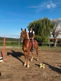 4 anni castrone