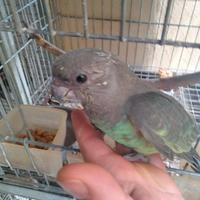 Pappagallo Poicephalus Meyer allevato a mano