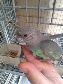 Pappagallo Poicephalus Meyer allevato a mano